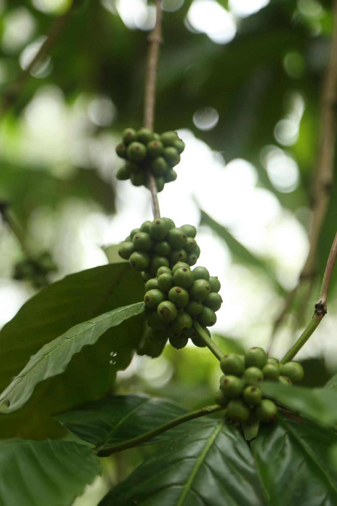 Spice Forest Plantation Homestay, Thekkady Vandiperiyār Dış mekan fotoğraf