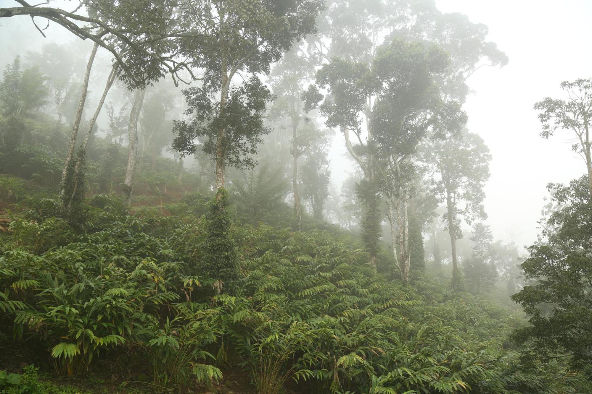Spice Forest Plantation Homestay, Thekkady Vandiperiyār Dış mekan fotoğraf