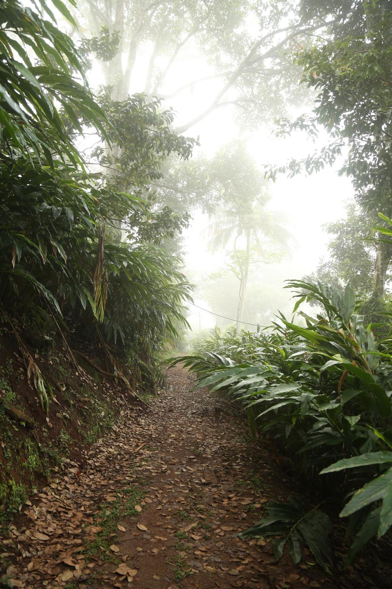 Spice Forest Plantation Homestay, Thekkady Vandiperiyār Dış mekan fotoğraf