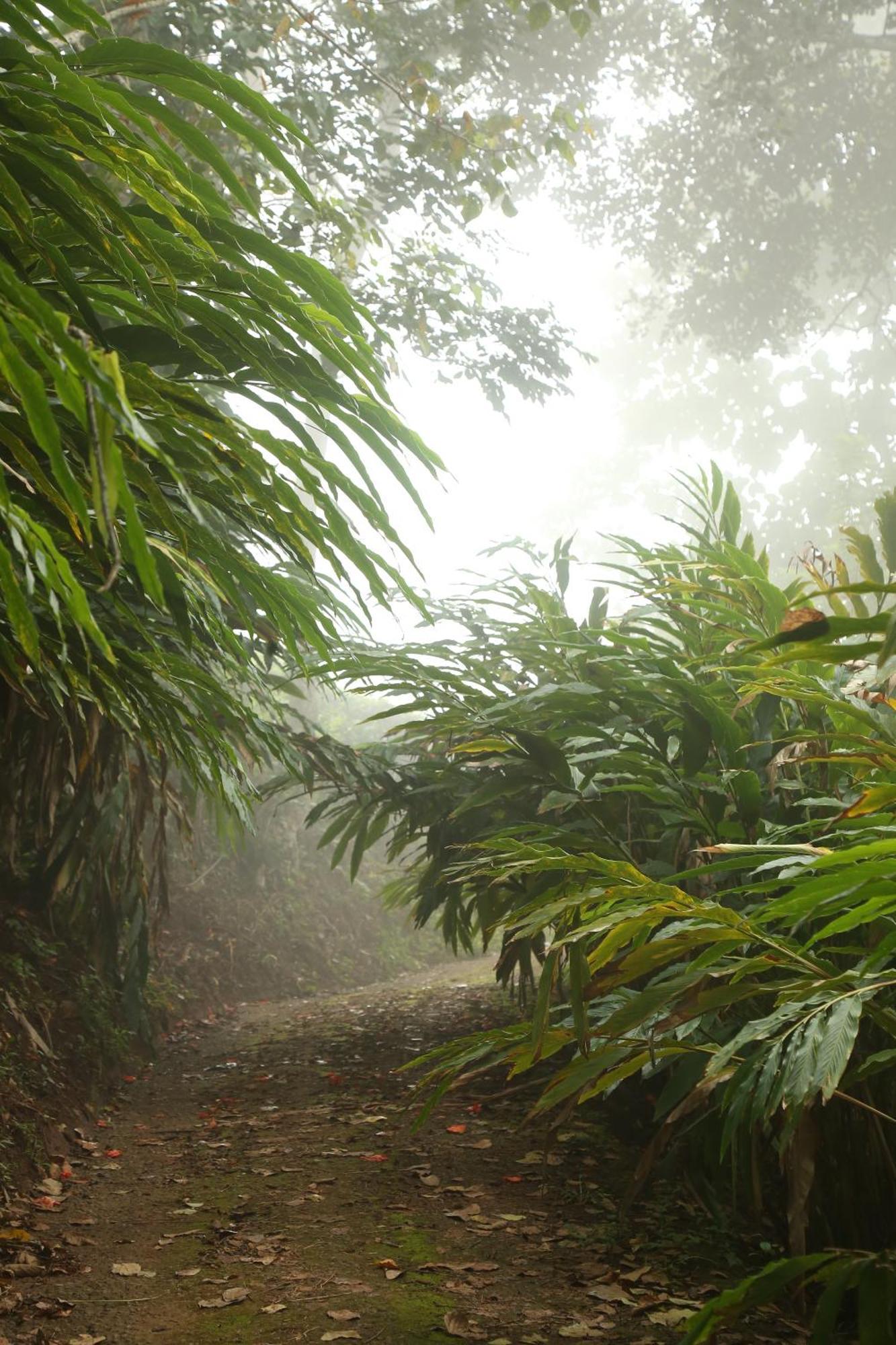 Spice Forest Plantation Homestay, Thekkady Vandiperiyār Dış mekan fotoğraf